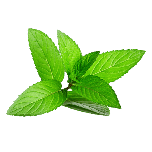 feuille de menthe - Combien de temps dure un flacon de e-liquide ?